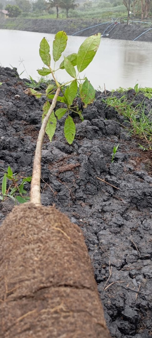 150 novas mudas de Plantas Nativas reforçam Área de Preservação Permanente no Sítio Genipapo